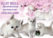 Британские породные котята
