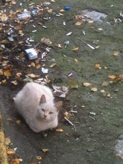 Спасите котёнка!!