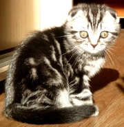 Продается великолепный шотландский вислоухий котенок очень красивого о