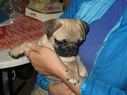 Щенки мопса.Девочки.3месяца.Прививки.