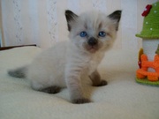 котята меконгского бобтейла