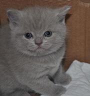 Шотландские кошечки