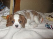 Щенки кавалер кинг чарльз спаниеля,  КСУ