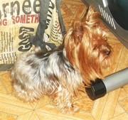 Приглашаем йорочек на вязки