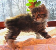 Курильский бобтейл. Чистопородные котята.