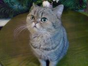 Шикарный Британский кот. Вязка