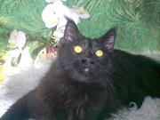 Восхитительный МЕЙН-КУН. Вязка