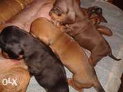 Гладкошерстная миниатюрная такса щенки