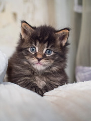 Мейн-кун котята. Самая крупная домашняя кошка!