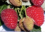 Продам саджанці малини геракл