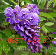 Продам саженцы Глицинии,  Вистерии. Розница,  опт