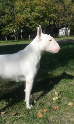 Щенки бультерьера