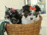 Миниатюрные щенки новой редкой породы -бивер йоркширский терьер.