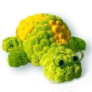 Черепаха из живых цветов