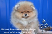 Щенки карликового померанского шпица Тип-Мишки VIP-Classa!!!