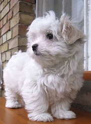 Щенки мальтийской болонки - Maltese (мальтезе) мальчики.