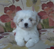 Щенки мальтийской болонки -  мальчики.