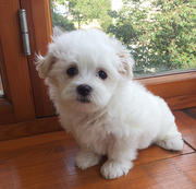 Мальтез - мальчик - мини-бебифейс