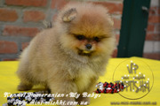 Щенки карликового померанского шпица Тип-Мишки VIP-Classa!!!