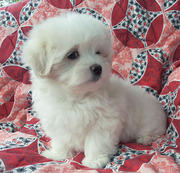  Малыши – кобельки матьтезе.