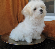 Щенки мальчики с короткими мордочками,  мини.