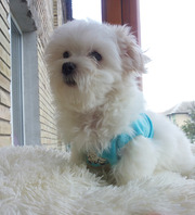 Мальчик мальтийской болонки мини