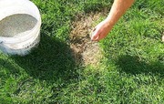Реставрація  газонів, внесення добрив та засобів хімічного захисту 