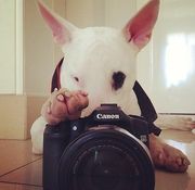 Щенки бультерьера