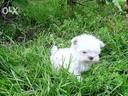 Кроха мальтезе