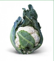 Семена цветной капусты MISORA F1 / МИСОРА F1 фирмы Китано