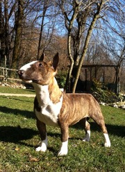 Миниатюрного бультерьера щенок