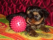 Девочка-красоточка, миничка