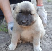Продам цуценят Кавказької вівчарки 