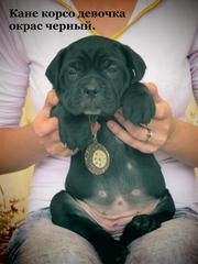 Щенки Кане Корсо элитных кровей Документы FCI-КСУ