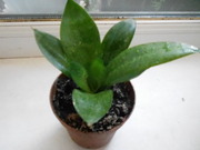 Комнатные цветы:Сансевиерия , Хлорофитум, Молочай блестящий