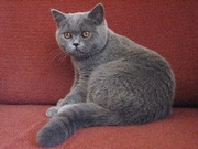 Шотландские котята (скоттиш страйт)