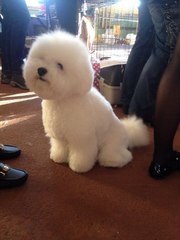 Бишон фризе вязка