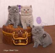 Профессионально выращенные чистокровные британские котята из питомника