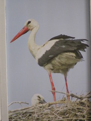  квартир, помещений, дач, дома ремонт