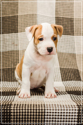 Роскошные щенки Ам.Стафф.Терьера КСУ. 