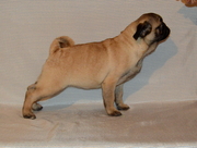 Абрикосовая девочка мопс 3, 5 мес