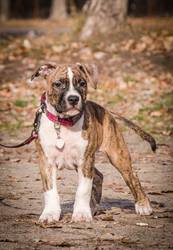 Самые красивые щенки амстафики