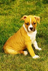   Отличные щенки стафики 