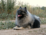 Кеесхонд/Вольфшпиц для вязки кобель