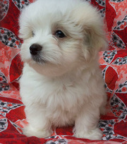 Малыши – мальчики,  щенки мальтезе. 