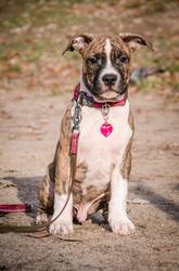 тличного защитника   стафф