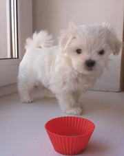 Мальтезы-малыши-мальчики-миники-беби-фейс