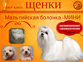 Продам красивых Мальтезе мини