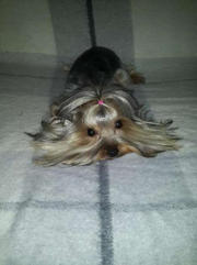 Срочно!мини йорк девочка родословная документы клеймо все ее вещи