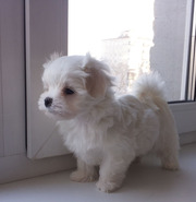 Двухмесячные бебики-мальчики мальтеза